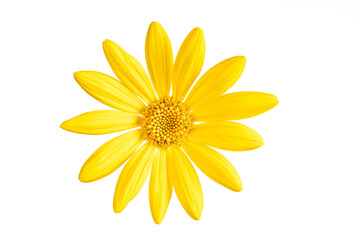 A yellow flower of a Euryops pectinatus isolated on white