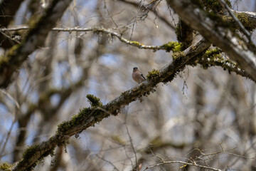 A small bird on a tree