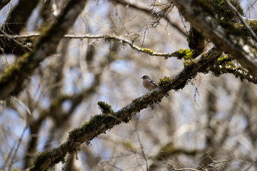 A small bird on a tree