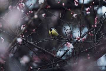 A small bird on a flowering tree