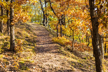 Kleiner schmaler Wanderweg im Eichenwald im Herbst