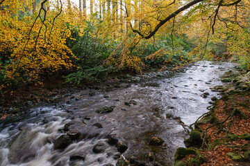 Tollymore Forest Park, Northern Ireland, UK