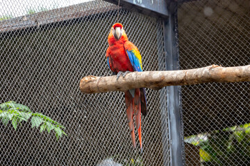 Beautiful large red macaw (Ara chloropterus) perched on branch and selective focus. Portrait