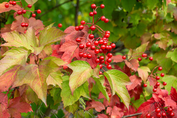 Ripe viburnum berries on a branch on a sunny autumn day