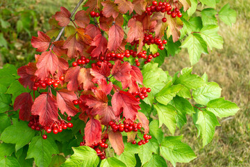 Ripe viburnum berries on a branch on a sunny autumn day
