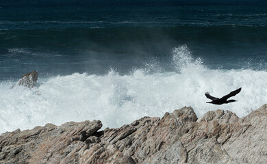 Cormorants Aloft over Breaking Waves, Betty's Bay, South Africa