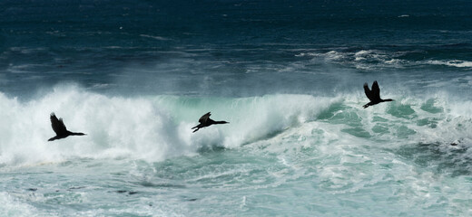 Cormorant and Ocean Spray, Betty's Bay, South Africa