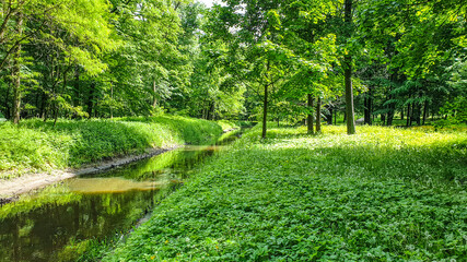 water canal in a forest