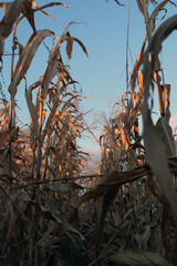 kukurydza pole wieś uprawa kolby
 - obrazy, fototapety, plakaty