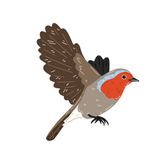 Robin in flight on a white background. Vector illustration