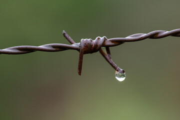 gota em arame farpado