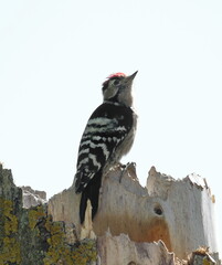 Lesser Spotted Woodpecker, Dryobates minor on rotten wood 