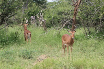 Springbok fighting in Kruger National Park