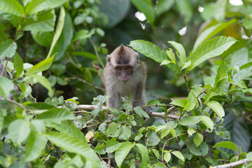 Baby Macaque monkey on a tree in the wild green rainforest on Borneo Island.