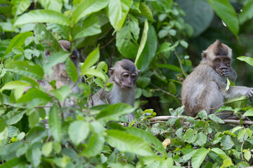 Baby Macaque monkey  on a tree in the wild green rainforest on Borneo Island.