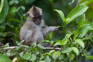 Baby Macaque monkey  on a tree in the wild green rainforest on Borneo Island.