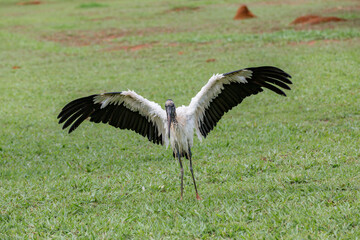 Jabiru bird (Mycteria americana) walking through the grass with its wings spread. The world's most ugly bird. 