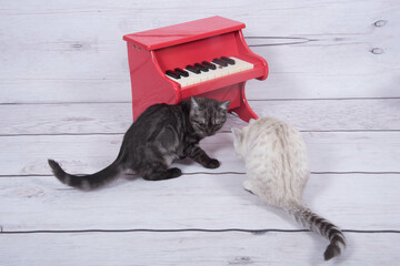 Katzen am Klavier