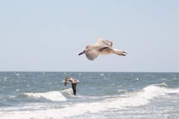 Seagull on the beach