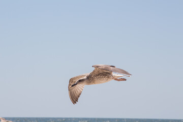 Gull on the beach