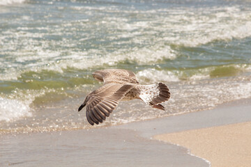 Seagull on the shallow sea of ​​Romania