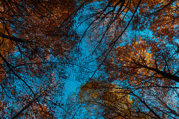 Photograph of the Betato forest during Autumn, one of the most important beech forests in the Tena Valley, in Aragon, Spain.