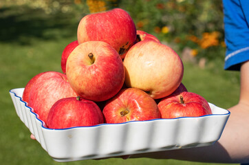 boy holding a plate with red apples in the garden