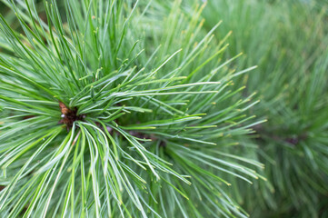 christmas background with branches of a christmas tree