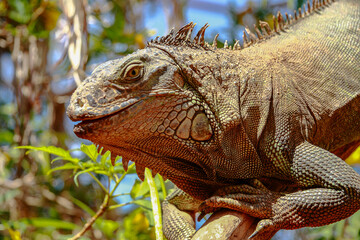The inhabitants of the zoo on the island of Tenerife