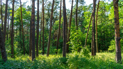Obraz premium Fabulous dancing forest on green moss illuminated by rays of sunlight on the Curonian Spit, Kaliningrad region, Russia. Trunks of pine trees covered with moss in the forest or woods near of Baltic Sea