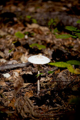 Fungi (mushrooms) along a hiking trail in Ontario.