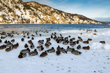 Fototapeta premium Wild ducks sit on the frozen river bank in winter.