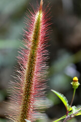Obraz premium Fleurs exotiques sur les sentiers de randonnée sur l'île de la réunion