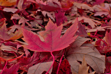 Autumn foliage, maple leave, fall