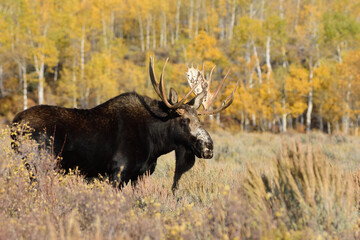 bull moose with a white face