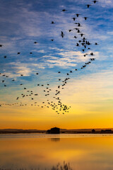 beautiful sunset with flock of birds flying in the rice fields of Valencia