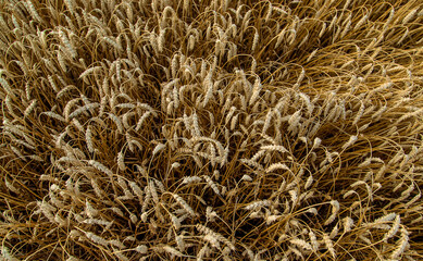 The wheat field is yellow in summer. Selective focus.