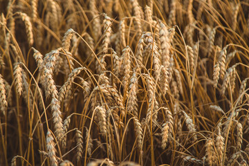 Fototapeta premium The wheat field is yellow in summer. Selective focus.