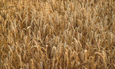 The wheat field is yellow in summer. Selective focus.