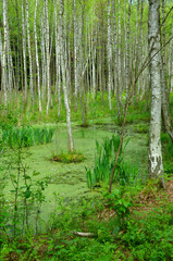 A swampy birch forest in Masuria, Poland.
