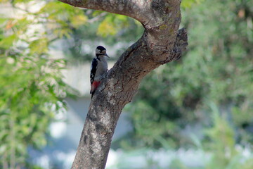 woodpecker on tree