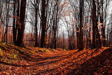 Fall at Mono Cliffs Park
