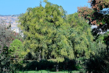 trees in the mountains