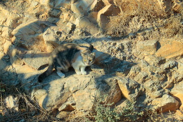 cat on the rock