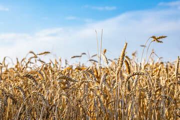 Close-up of ears of ripe wheat against the blue sky. The idea of a rich harvest. Background of a field with yellow ears of wheat. Background of ripening ears of yellow wheat fields on a sunny day.