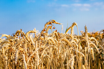 Close-up of ears of ripe wheat against the blue sky. The idea of a rich harvest. Background of a field with yellow ears of wheat. Background of ripening ears of yellow wheat fields on a sunny day.