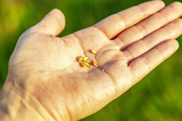 A farmer's palm with grain. Men's palms with ripe wheat grain on the background of a field. Agriculture, grain seeds in hand, wheat, prerequisites for farming.