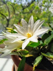 the snow-white Schlumberger flower blossomed on the window, lit by the sun