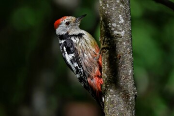 Pic mar (Dendrocopos medius), Neuchâtel, Suisse.