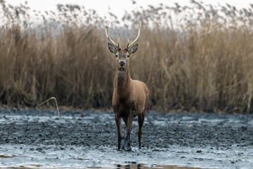 Beautiful young male red deer with nice antler in his natural environment, Cervus elaphus, large animal in the wild, nature reserve, beautiful bull and its antlers